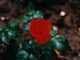 Inauspicious Rose