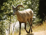 Ram