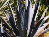 St Croix Cactus
